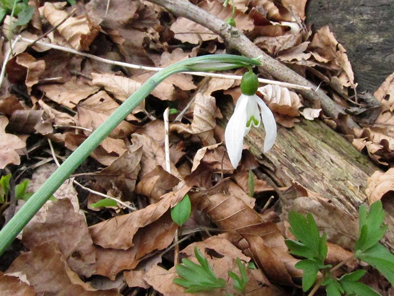 hochwienerwald